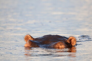 Fototapeta premium Hipopotamy pływające i bawiące się nad rzeką Chobe w Botswanie