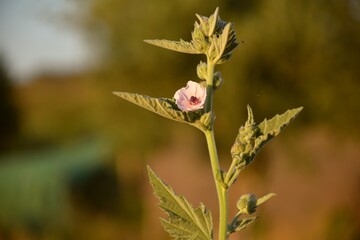 Marshmallow flower (Althaea officinalis) at sunset.