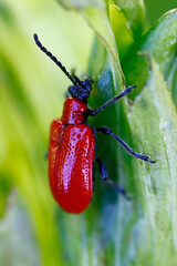 Lily Beetle, Chippenham, UK.