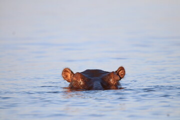 Fototapeta premium Hippos swimming and playing by the Chobe River in Botswana