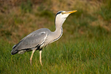 Ein Graureiher verschlingt seine Beute, eine Wühlmaus