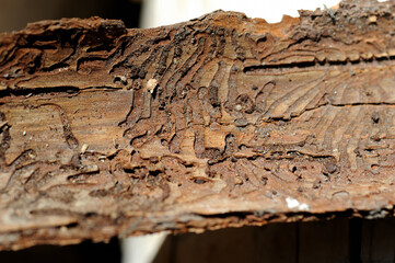 Borkenkäfer Fraß in Rinde von Fichten