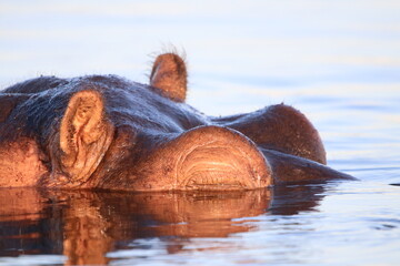 Hippos swimming and playing by the Chobe River in Botswana