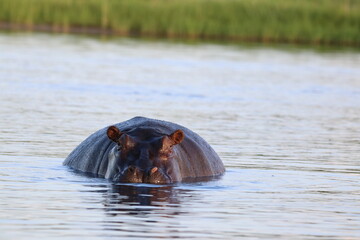 Hippos swimming and playing by the Chobe River in Botswana