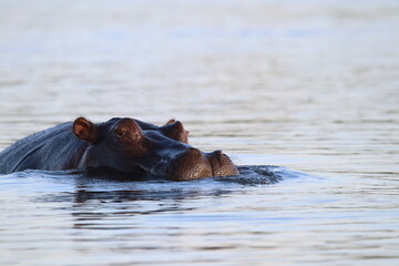 Fototapeta premium Hippos swimming and playing by the Chobe River in Botswana