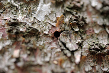 Borkenkäfer Fraß in Rinde von Fichten