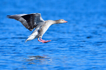 Graugans in der Morgensonne	bei der Landung
