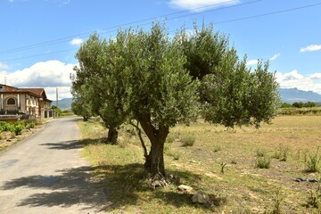 Olive tree on the edge of the road, cellar on the left and cloudy blue sky.