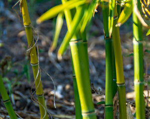 Fototapeta na wymiar I colori delle canne di bambù in estate 