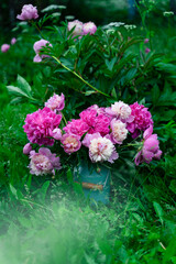 Bouquet of bright pink peonies in milk can standing in grass near peony bush