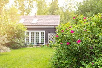 Fototapeta na wymiar Cottage garden lawn with multicolored flowering bushes