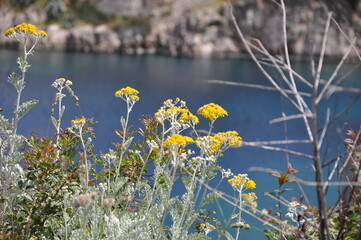 Silver ragwort yellow flowers, Senecio cineraria Cirrus. Jacobaea marittima. Dusty miller