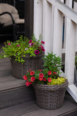 Cottage garden terrace entrance with multicolored calibrachoa potted plants