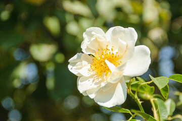 Pink rose flower in garden.