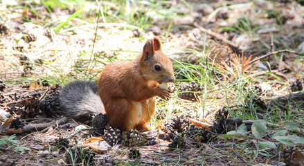 squirrel in the forest