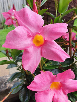 Pink Jasmine Flower