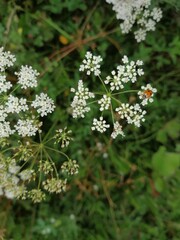 white flowers in the forest