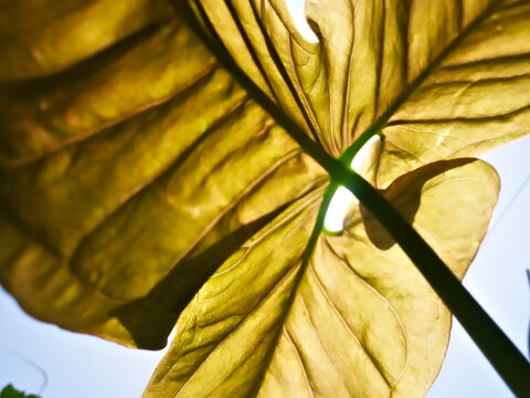yellow leaf on a blue sky