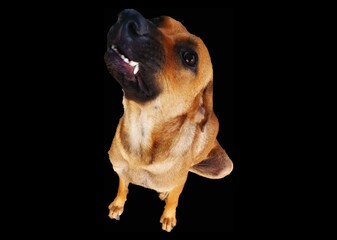 The dogs are angry and are not friendly