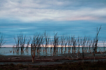 Old dry trees inside the Epecuen lake