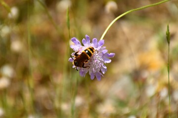 Violet and white flower of Scabiosa columbaria with bee collecting pollen.