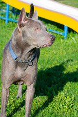 Thai ridgeback, also vidoma yak TRD, Mah Thai, or Mah Thai Lang Ahn - old-breed native dog breed, recklessly of course, the breed is standardized.