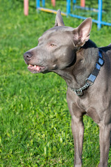 Thai ridgeback, also vidoma yak TRD, Mah Thai, or Mah Thai Lang Ahn - old-breed native dog breed, recklessly of course, the breed is standardized.
