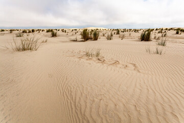 Fototapeta na wymiar sand dunes in the cassino beach