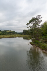 Fototapeta na wymiar Landscape with eucalyptus reflected in a river, a cloudy afternoon in Cantabria, Spain, vertically