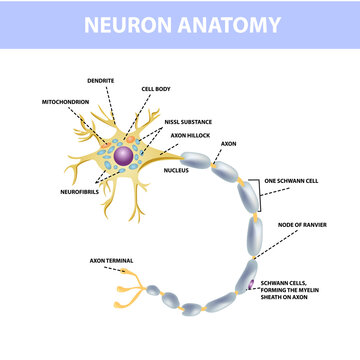 Neuron, axon of nerve cells. Neuron structure, vector