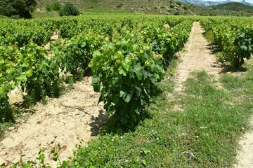Fototapeta na wymiar Vineyard extension in line in La Rioja Alta.