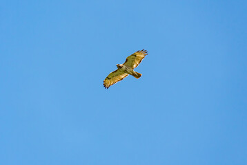 Osprey Fishing Eagle soaring over Carter Lake in Georgia.