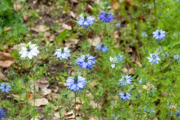 Botanical collection of medicinal plants and herbs, blue flowers of nigella damascena plant used in culinary and perfume