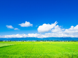 夏の信州　安曇野の田園風景