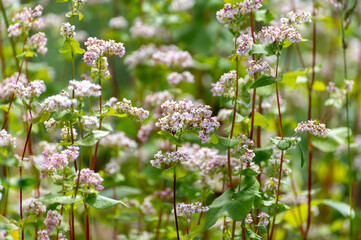 Botanical collection of edible plants and herbs, Buckwheat , Fagopyrum esculentum, or common buckwheat plant