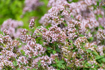 Obraz premium Botanical collection of medicinal and edible plants, blossom of oregano or origanum vulgare kitchen herb
