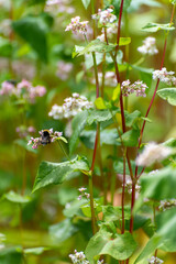 Botanical collection of edible plants and herbs, Buckwheat , Fagopyrum esculentum, or common buckwheat plant