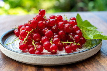 Ripe healthy antioxidant red currant berries
