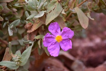 Pink flower of white rockrose (Cistus albidus).