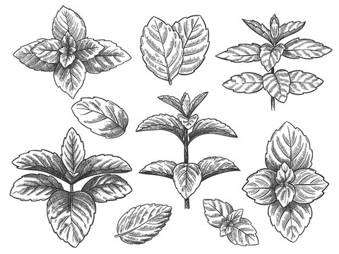 Engraved mint leaves. Sketch peppermint herb, spearmint plant. Menthol leaf retro hand drawn vector botanical isolated illustration. Healing herb for culinary or drink and medicine.