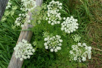 Caraway plant (Carum carvi) in full bloom on mountain trail. - obrazy, fototapety, plakaty