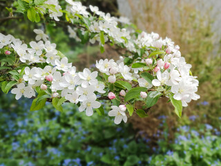 Flowers of an ornamental apple tree in front of blue forget-me-not
