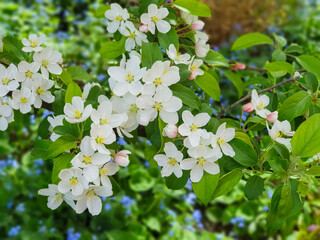 Flowers of an ornamental apple tree in front of blue forget-me-not