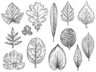 Sketch autumn leaves. Hand drawn fall foliage, forest leaf botanical elements for seasonal advertisement, invitation or textile vector set. Engraved natural tree leaves isolated illustration