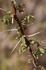 branch of a tree