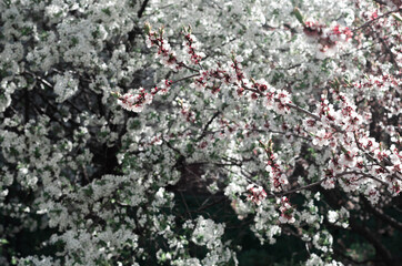apricot tree with flowers