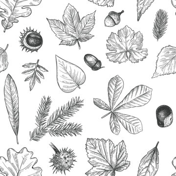 Autumn leaves seamless pattern. Hand drawn fallen leaf, acorns, cones print for textile. Wallpapers, gift wrap or scrapbook vector texture. Engraved foliage, leaves and spruce needles
