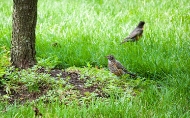 Cute birds in grass
