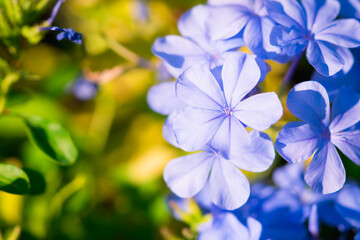 Closeup nature blue Verbena flower in garden using as background concept