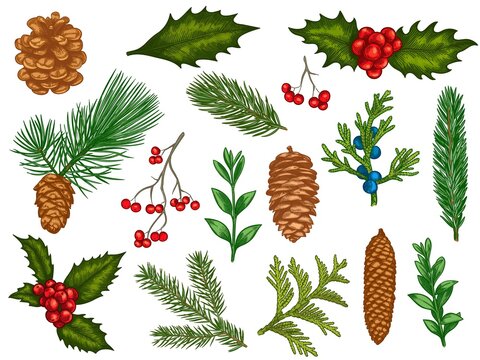Xmas floral. Flower christmas winter decorations, red poinsettia, mistletoe, holly leaves with berries, fir branches, pine cones vector set. Engraved colorful winter plants, elements for cards